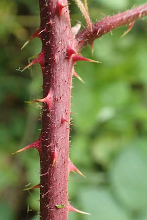 Rubus insolatus \ Herz&auml;hnliche Brombeere / Heart-Leaved Bramble, D Odenwald, F&uuml;rth 5.7.2018