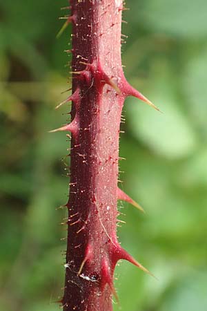 Rubus insolatus \ Herz&auml;hnliche Brombeere / Heart-Leaved Bramble, D Odenwald, F&uuml;rth 5.7.2018