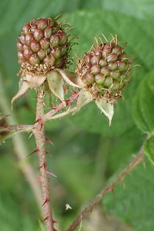 Rubus insolatus \ Herz&auml;hnliche Brombeere / Heart-Leaved Bramble, D Odenwald, F&uuml;rth 5.7.2018