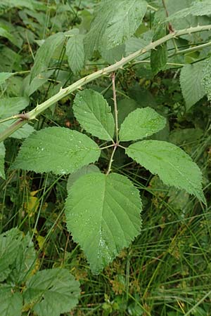 Rubus atrovirens \ Schwarzgr&uuml;ne Brombeere, Schnedlers Brombeere / Schnedler's Bramble, D Odenwald, M&ouml;rlenbach 5.7.2018