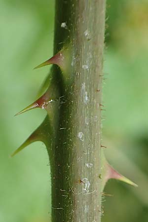 Rubus atrovirens \ Schwarzgr&uuml;ne Brombeere, Schnedlers Brombeere / Schnedler's Bramble, D Odenwald, M&ouml;rlenbach 5.7.2018