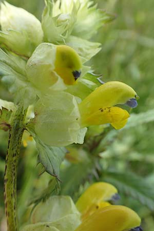 Rhinanthus serotinus \ Gro�er Klappertopf / Narrow-Leaved Yellow-Rattle, D Dietzenbach 19.5.2019