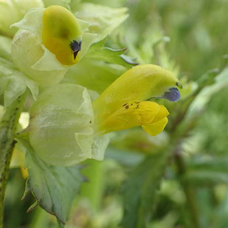 Rhinanthus serotinus \ Gro�er Klappertopf / Narrow-Leaved Yellow-Rattle, D Dietzenbach 19.5.2019