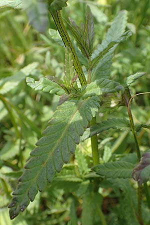 Rhinanthus serotinus \ Gro�er Klappertopf / Narrow-Leaved Yellow-Rattle, D Dietzenbach 19.5.2019