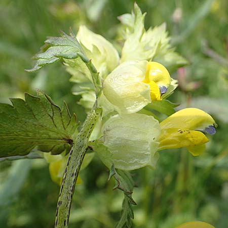 Rhinanthus serotinus \ Gro�er Klappertopf / Narrow-Leaved Yellow-Rattle, D Dietzenbach 19.5.2019
