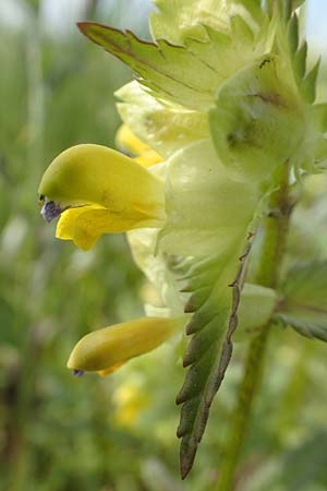 Rhinanthus serotinus \ Gro�er Klappertopf / Narrow-Leaved Yellow-Rattle, D Dietzenbach 19.5.2019