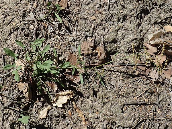 Rumex scutatus \ Schild-Ampfer / French Sorrel, D Neustadt an der Weinstra&szlig;e 2.6.2019
