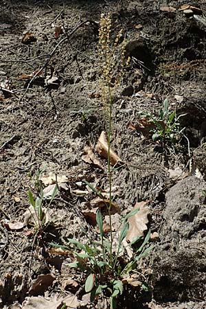 Rumex scutatus \ Schild-Ampfer / French Sorrel, D Neustadt an der Weinstra&szlig;e 2.6.2019