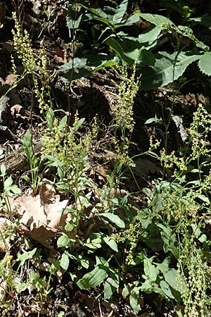 Rumex scutatus \ Schild-Ampfer / French Sorrel, D Neustadt an der Weinstra&szlig;e 2.6.2019