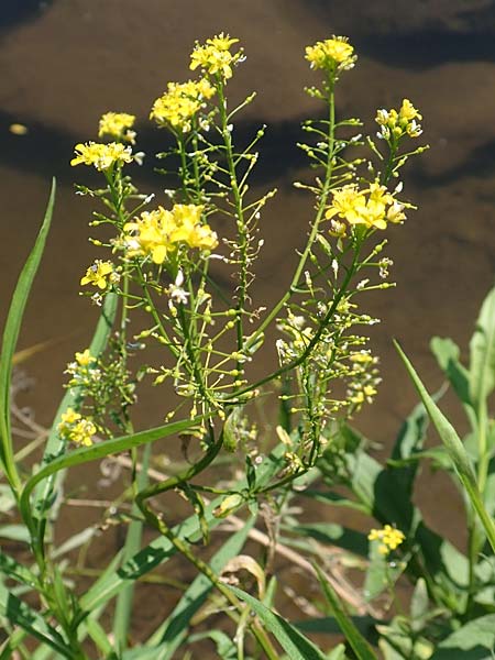Rorippa pyrenaica \ Wilde Sumpfkresse / Creeping Yellow-Cress, D Schwarzwald/Black-Forest, Gengenbach 18.6.2019