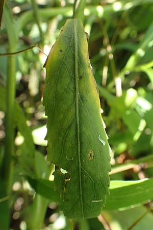 Rorippa pyrenaica \ Wilde Sumpfkresse / Creeping Yellow-Cress, D Schwarzwald/Black-Forest, Gengenbach 18.6.2019