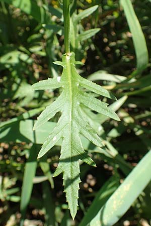Rorippa pyrenaica \ Wilde Sumpfkresse / Creeping Yellow-Cress, D Schwarzwald/Black-Forest, Gengenbach 18.6.2019