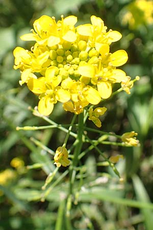 Rorippa pyrenaica \ Wilde Sumpfkresse / Creeping Yellow-Cress, D Schwarzwald/Black-Forest, Gengenbach 18.6.2019