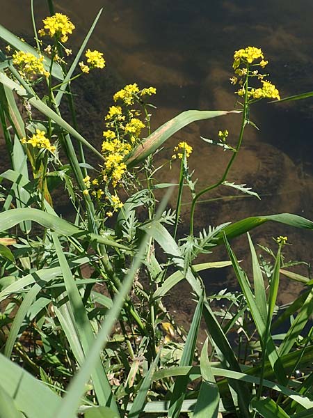 Rorippa pyrenaica \ Wilde Sumpfkresse / Creeping Yellow-Cress, D Schwarzwald/Black-Forest, Gengenbach 18.6.2019