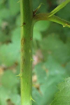 Rubus sciocharis ? \ Schattenliebende Brombeere / Shadow Bramble, D Neu-Isenburg 22.6.2019