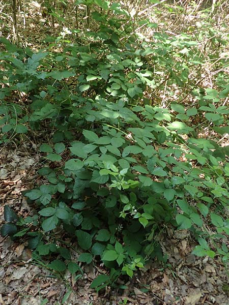Rubus sciocharis ? \ Schattenliebende Brombeere / Shadow Bramble, D Neu-Isenburg 22.6.2019