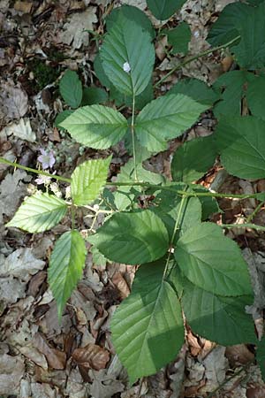 Rubus sciocharis ? \ Schattenliebende Brombeere / Shadow Bramble, D Neu-Isenburg 22.6.2019