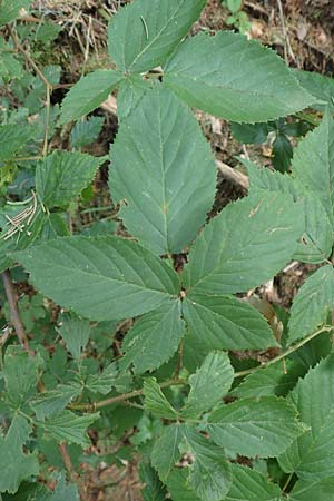 Rubus sprengelii \ Sprengels Brombeere / Sprengel's Bramble, D Trendelburg-W&uuml;lmersen 28.7.2019