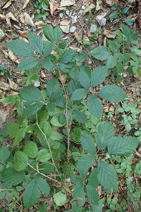 Rubus sprengelii \ Sprengels Brombeere / Sprengel's Bramble, D Trendelburg-W&uuml;lmersen 28.7.2019