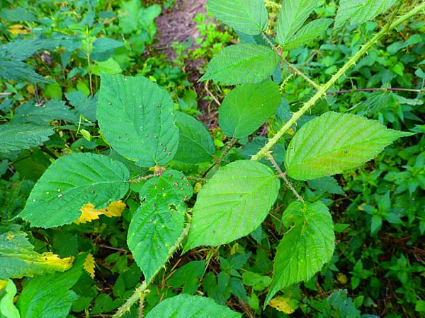 Rubus schleicheri \ Schleichers Brombeere / Schleicher's Bramble, D Trendelburg 28.7.2019
