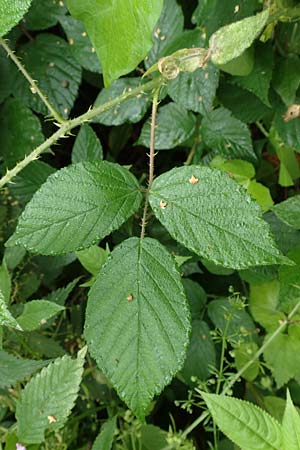 Rubus schleicheri \ Schleichers Brombeere / Schleicher's Bramble, D Trendelburg 28.7.2019