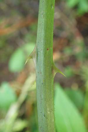 Rubus schlechtendalii \ Schlechtendals Brombeere / Schlechtendal's Bramble, D Trendelburg 28.7.2019