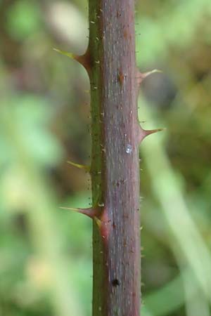 Rubus schlechtendalii \ Schlechtendals Brombeere / Schlechtendal's Bramble, D Trendelburg 28.7.2019