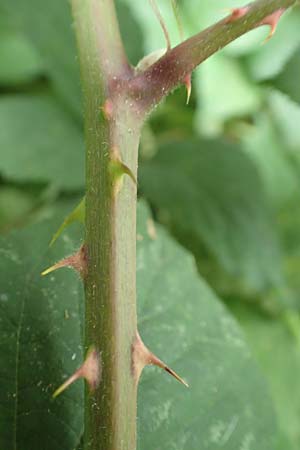 Rubus schlechtendalii \ Schlechtendals Brombeere / Schlechtendal's Bramble, D Adelebsen-Eberhausen 28.7.2019