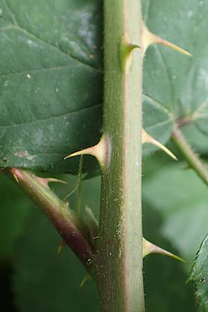 Rubus schlechtendalii \ Schlechtendals Brombeere / Schlechtendal's Bramble, D Adelebsen-Eberhausen 28.7.2019