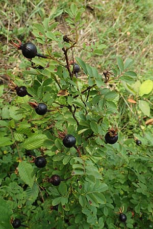 Rosa spinosissima \ Bibernellbl&auml;ttrige Rose / Burnet Rose, D Meinhard-Motzenrode 28.7.2019