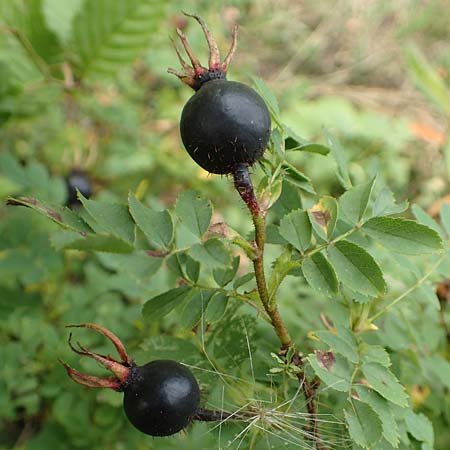 Rosa spinosissima \ Bibernellbl&auml;ttrige Rose / Burnet Rose, D Meinhard-Motzenrode 28.7.2019