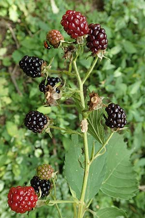 Rubus sciocharis \ Schattenliebende Brombeere / Shadow Bramble, D Neuhof-Giesel 30.7.2019