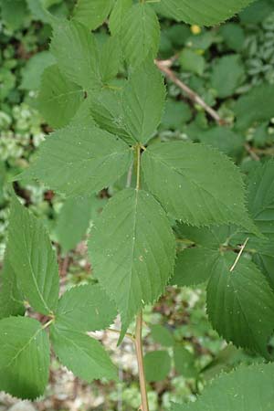 Rubus sciocharis \ Schattenliebende Brombeere / Shadow Bramble, D Neuhof-Giesel 30.7.2019