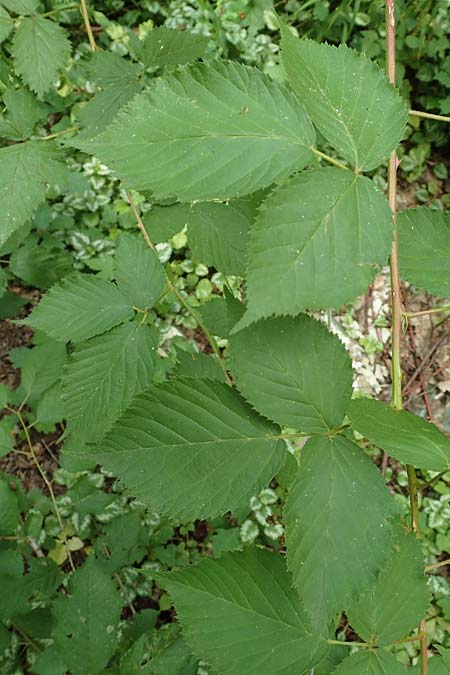 Rubus sciocharis \ Schattenliebende Brombeere / Shadow Bramble, D Neuhof-Giesel 30.7.2019