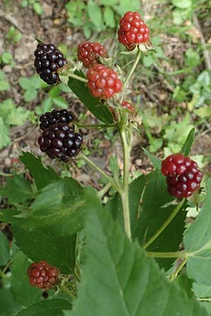 Rubus sciocharis \ Schattenliebende Brombeere / Shadow Bramble, D Neuhof-Giesel 30.7.2019