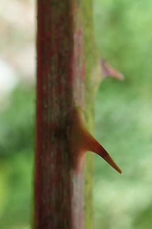 Rubus sciocharis \ Schattenliebende Brombeere / Shadow Bramble, D Neuhof-Giesel 30.7.2019