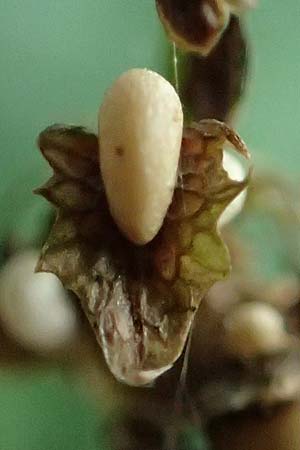 Rumex obtusifolius subsp. sylvestris \ &Ouml;stlicher Stumpfblatt-Ampfer / Eastern Broad-Leaved Dock, D Walld&uuml;rn 30.7.2019