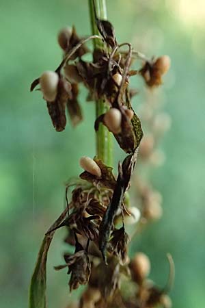 Rumex obtusifolius subsp. sylvestris \ &Ouml;stlicher Stumpfblatt-Ampfer / Eastern Broad-Leaved Dock, D Walld&uuml;rn 30.7.2019