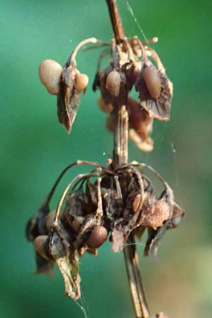 Rumex obtusifolius subsp. sylvestris \ &Ouml;stlicher Stumpfblatt-Ampfer / Eastern Broad-Leaved Dock, D Walld&uuml;rn 30.7.2019