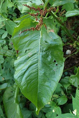 Rumex obtusifolius subsp. sylvestris \ &Ouml;stlicher Stumpfblatt-Ampfer / Eastern Broad-Leaved Dock, D Walld&uuml;rn 30.7.2019