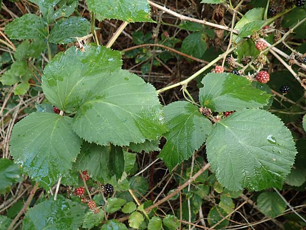 Rubus insolatus \ Herz&auml;hnliche Brombeere / Heart-Leaved Bramble, D Rheinstetten-Silberstreifen 14.8.2019