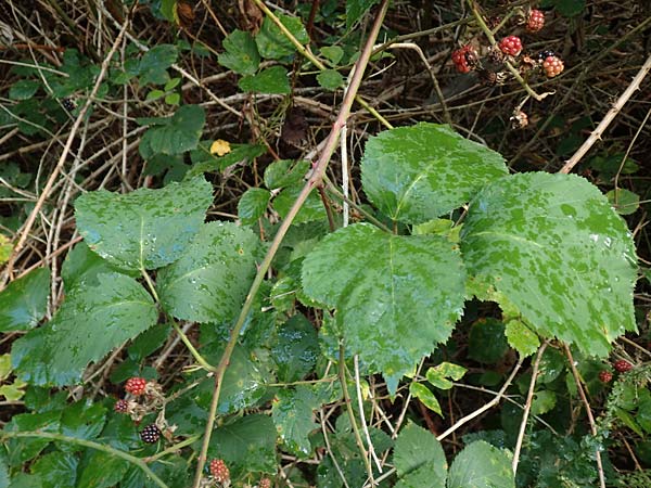 Rubus insolatus \ Herz&auml;hnliche Brombeere / Heart-Leaved Bramble, D Rheinstetten-Silberstreifen 14.8.2019