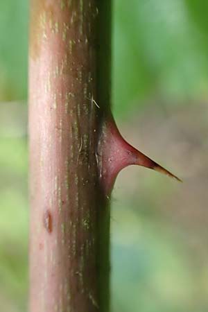 Rubus insolatus \ Herz&auml;hnliche Brombeere / Heart-Leaved Bramble, D Rheinstetten-Silberstreifen 14.8.2019