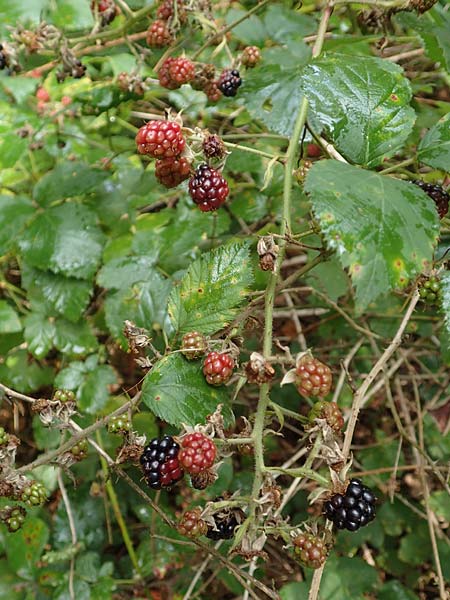 Rubus insolatus \ Herz&auml;hnliche Brombeere / Heart-Leaved Bramble, D Rheinstetten-Silberstreifen 14.8.2019