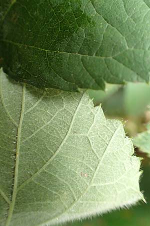 Rubus elegans ? \ Vielschw&auml;nzige Brombeere / Elegant Bramble, D Rheinstetten-Silberstreifen 14.8.2019