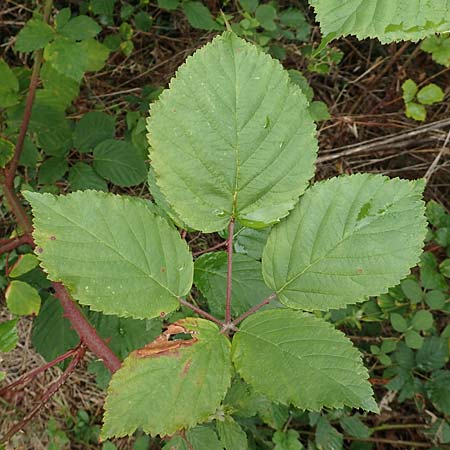 Rubus canaliculatus \ Rinnige Brombeere / Grooved Bramble, D Rheinstetten-Silberstreifen 14.8.2019