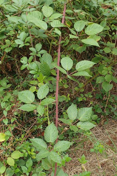 Rubus canaliculatus \ Rinnige Brombeere / Grooved Bramble, D Rheinstetten-Silberstreifen 14.8.2019