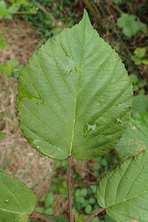 Rubus canaliculatus \ Rinnige Brombeere / Grooved Bramble, D Rheinstetten-Silberstreifen 14.8.2019