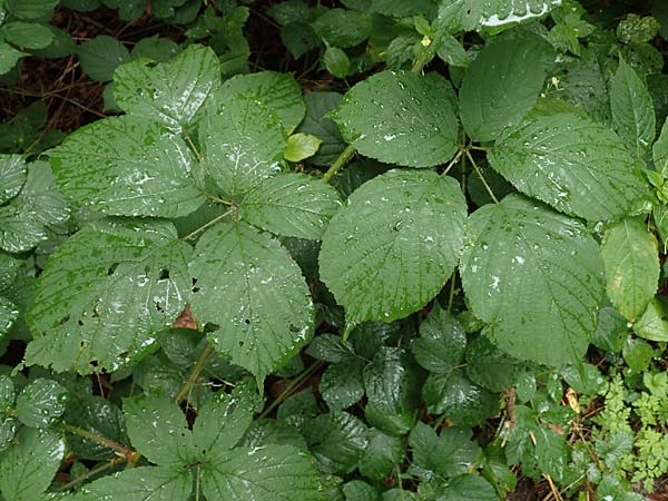 Rubus elegans ? \ Vielschw&auml;nzige Brombeere / Elegant Bramble, D Rheinstetten-Silberstreifen 14.8.2019