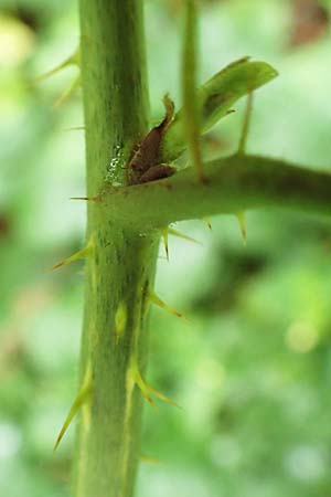 Rubus elegans ? \ Vielschw&auml;nzige Brombeere / Elegant Bramble, D Rheinstetten-Silberstreifen 14.8.2019